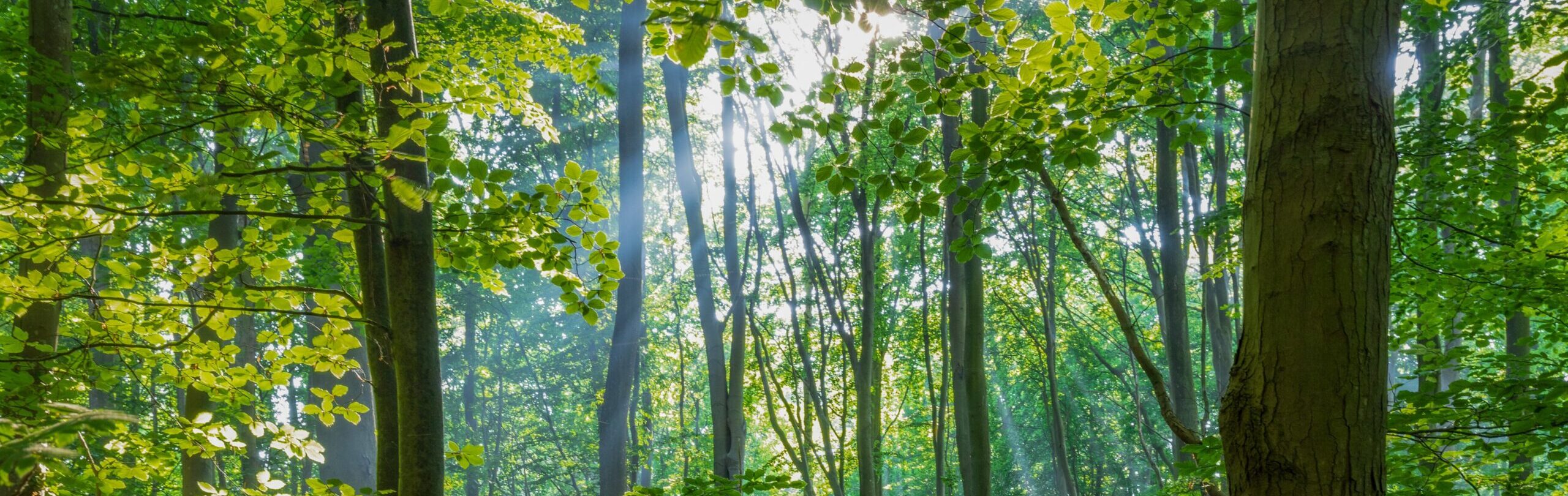 シンプルでカスタマイズしやすいWordPress.org登録テーマ